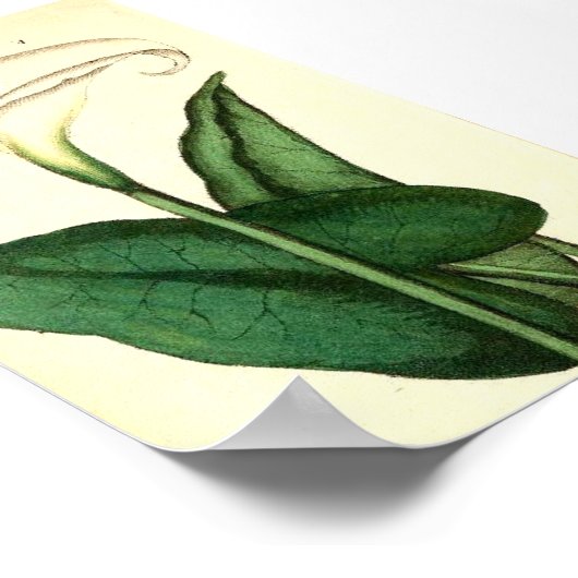 Botanisch Bloem Poster (Hoek)