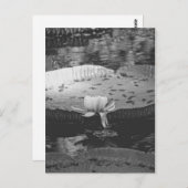 Botanisch Briefkaart (Voorkant / Achterkant)