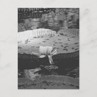 Botanisch Briefkaart