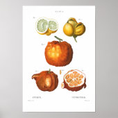  BOTANISCH CITRUS POSTER (Voorkant)