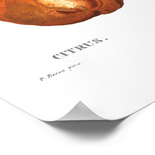  BOTANISCH CITRUS POSTER (Hoek)