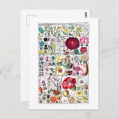  BOTANISCH COLLECTIE BRIEFKAART (Voorkant / Achterkant)
