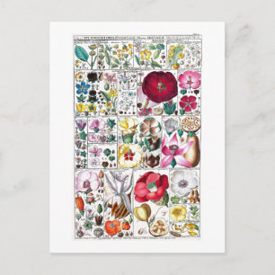  BOTANISCH COLLECTIE BRIEFKAART