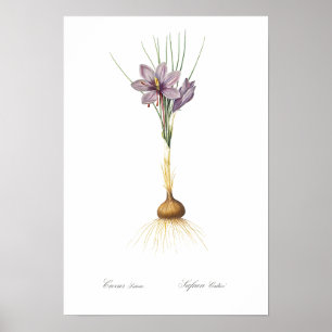BOTANISCH "CROCUS" REDOUTÉ POSTER