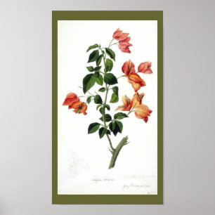 Botanisch-Flower-Bouganville Poster