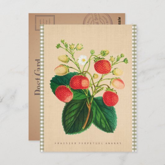 Botanisch - Fraisier Perpetual Ananas Briefkaart (Voorkant / Achterkant)