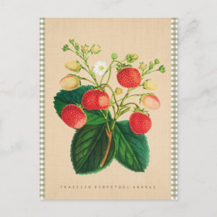  Botanisch - Fraisier Perpetual Ananas Briefkaart