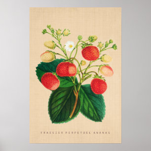  Botanisch - Fraisier Perpetual Ananas Poster