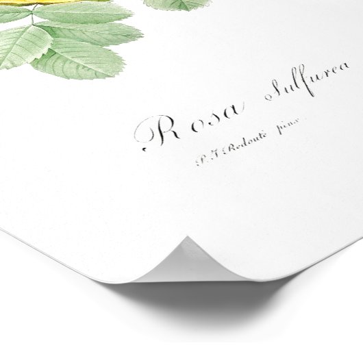 BOTANISCH "GEEL" POSTER VAN REDOUTÉ (Hoek)