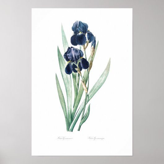 BOTANISCH "GERMAN IRIS" REDOUTÉ POSTER (Voorkant)