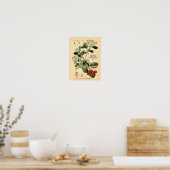 Botanisch - Hawthorn Crataegus oxyacantha monogyna Poster (Keuken)