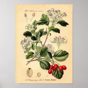 Botanisch - Hawthorn Crataegus oxyacantha monogyna Poster