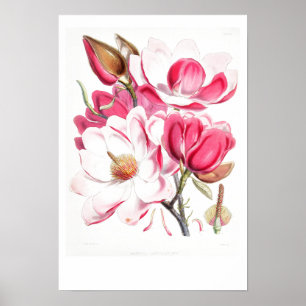  BOTANISCH "MAGNOLIA" POSTER VAN W.H. FITCH