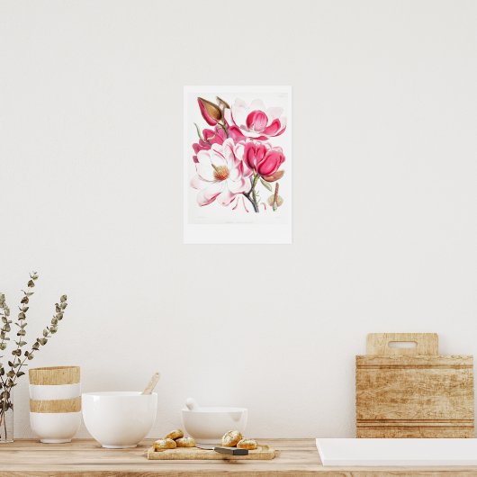  BOTANISCH "MAGNOLIA" POSTER VAN W.H. FITCH (Keuken)