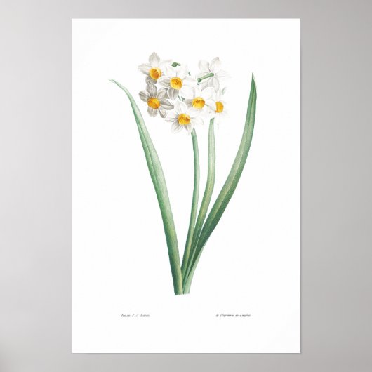  BOTANISCH NARCISSUS POSTER (Voorkant)