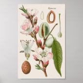 botanisch poster (Voorkant)