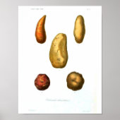  botanisch Poster - Aardappel (Voorkant)