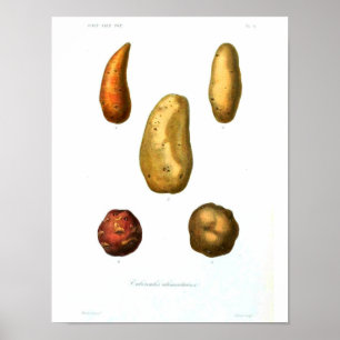  botanisch Poster - Aardappel