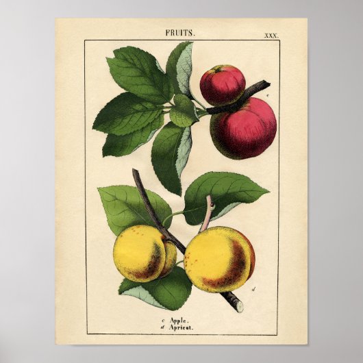 botanisch Poster - Apple en abrikozen (Voorkant)