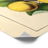 botanisch Poster - Apple en abrikozen (Hoek)
