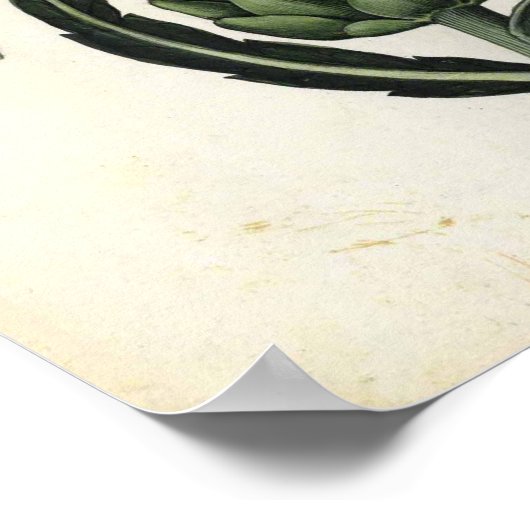 botanisch Poster - Artichoke (Hoek)