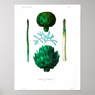  botanisch Poster - Artichoke
