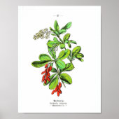  botanisch Poster - Barberry (Voorkant)