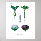 botanisch Poster - Bloemkool (Voorkant)