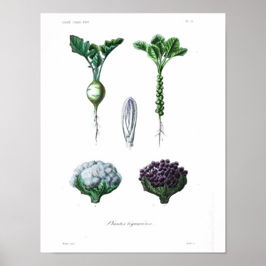 botanisch Poster - Bloemkool (Voorkant)