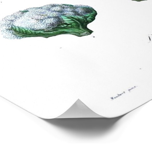 botanisch Poster - Bloemkool (Hoek)