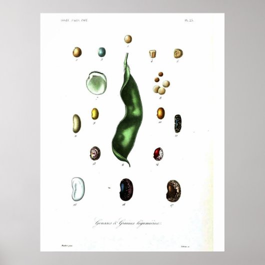  botanisch Poster - Bonen (Voorkant)