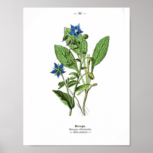  botanisch Poster - borage (Voorkant)