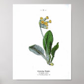  botanisch Poster - Cowslib (Voorkant)