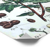 botanisch Poster - groene thee (Hoek)