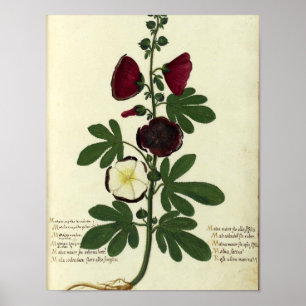  Botanisch Poster - Hollyhock