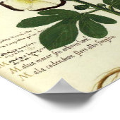  Botanisch Poster - Hollyhock (Hoek)