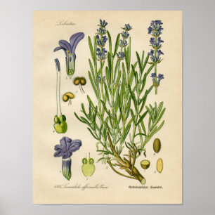 botanisch Poster - lavendel