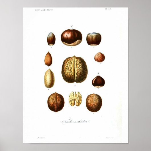  botanisch Poster - Noten (Voorkant)