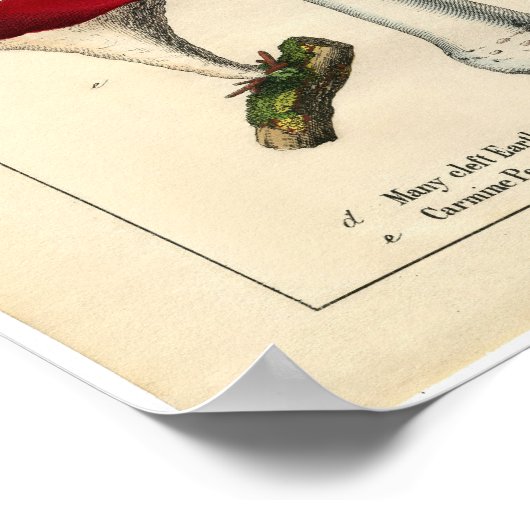  Botanisch Poster - Paddenstoel en Fungi (Hoek)