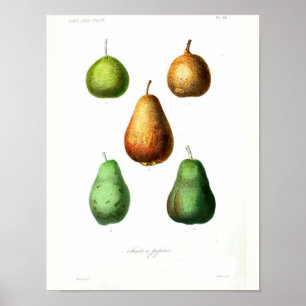  botanisch Poster - peren