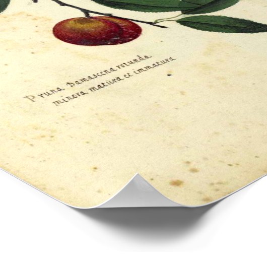 botanisch Poster - Plum (Hoek)