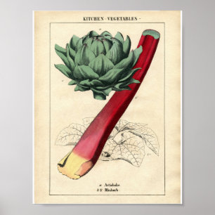 Botanisch Poster - Rhubarb