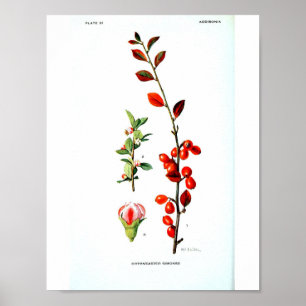  botanisch Poster - rode bessen