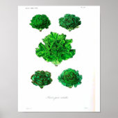  botanisch Poster - Sla (Voorkant)