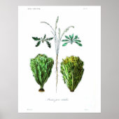  botanisch Poster - Sla (Voorkant)