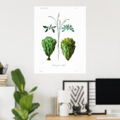  botanisch Poster - Sla (Thuiskantoor)