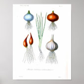 botanisch Poster - Uien en knoflook (Voorkant)