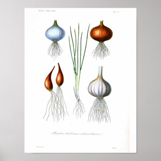 botanisch Poster - Uien en knoflook (Voorkant)