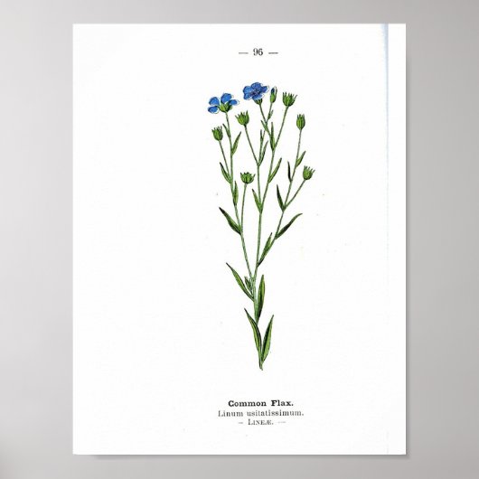  botanisch Poster - Vaak vlas (Voorkant)