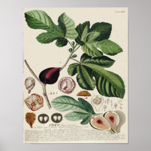  botanisch Poster - Varkens